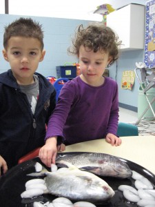 We learn about fish at our Seal Beach preschool.